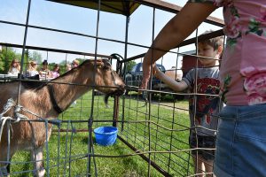 Elementary students feed a goat during Ag Day