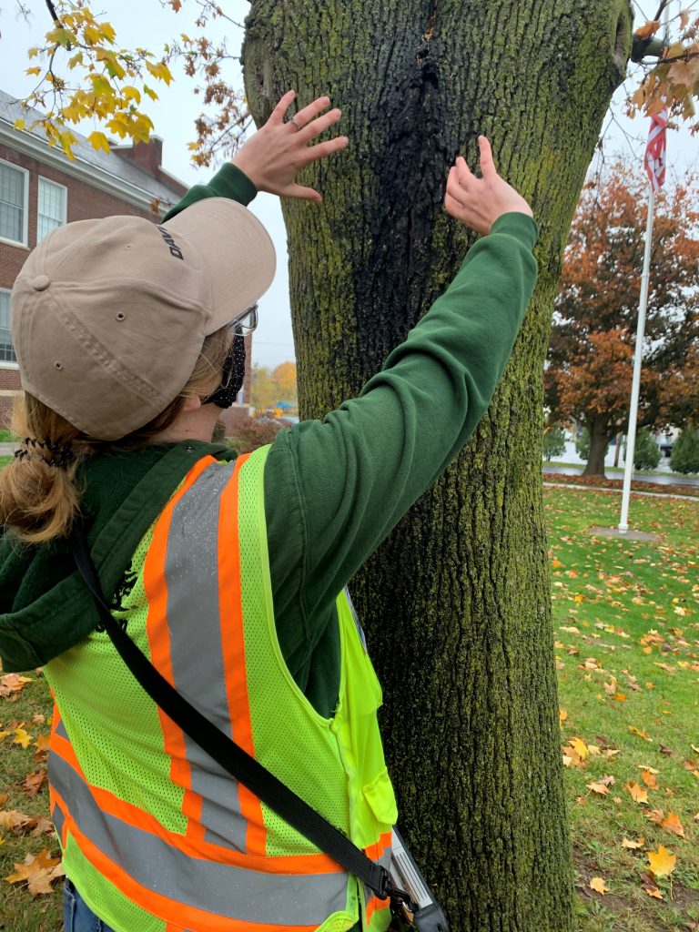 Arborist showing where the tree is damaged