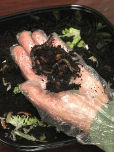 hand wearing plastic glove holds dirt and worms