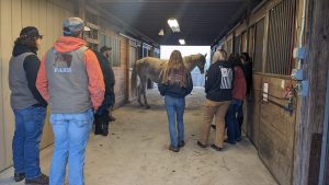 Students in the grades 11-12 Equine Science class visited Windhorse Thoroughbreds LLC and Albany Therapeutic Riding Center (ATRC) on Jan. 6 and met with experts in horse breeding and therapeutic riding.  Students look on as horse is tended to.
