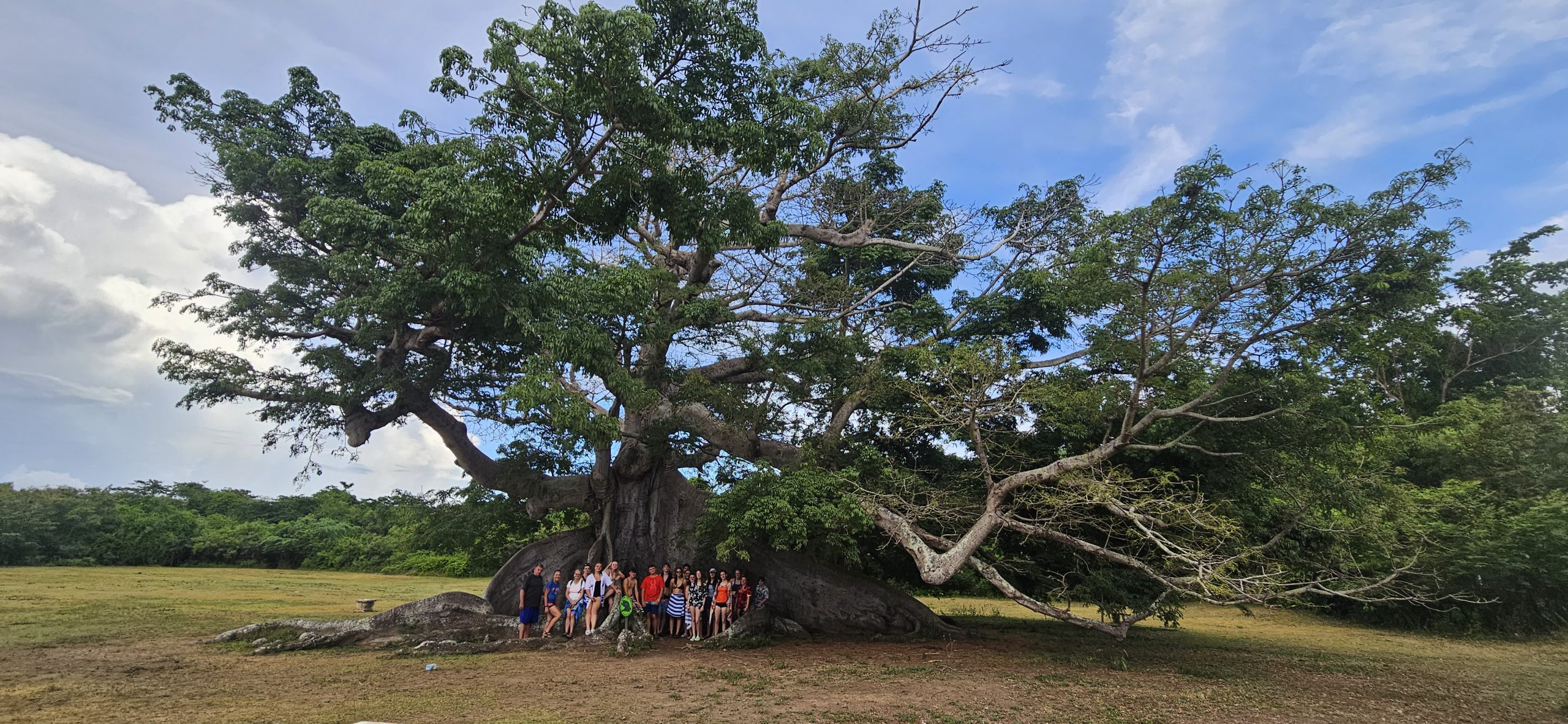 Group under massive tree.