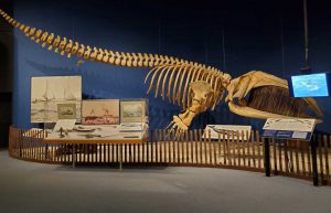 Exhibit of whale skeleton.