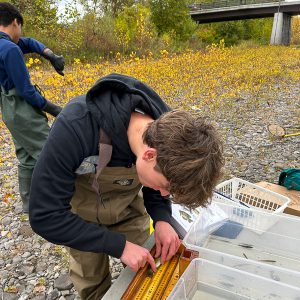 Teen uses measuring device next to container of fish.